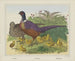 Pheasants - Joseph Scholz — widok dzieła