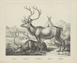 Joseph Scholz - Raindeer.webp