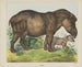 Tapir - Joseph Scholz — widok dzieła