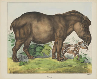 Tapir - Joseph Scholz — widok dzieła
