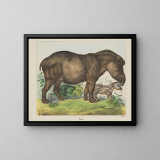 Tapir - Joseph Scholz — oprawiony obraz na ścianie
