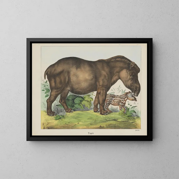 Tapir - Joseph Scholz — oprawiony obraz na ścianie