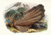 Argus giganteus - Joseph Smit — widok dzieła