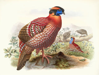 Joseph Smit - Ceriornis Temmincki.webp