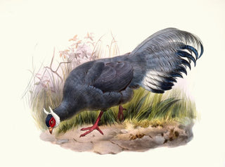 Joseph Smit - Crossoptilon auritum.webp