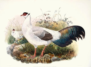 Joseph Smit - Crossoptilon thibetanum.webp