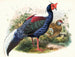 Euplocomus Swinhoei - Joseph Smit — widok dzieła