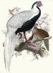 Euplocomus nycthemerus - Joseph Smit — widok dzieła