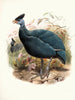 Numida plumifera - Joseph Smit — widok dzieła