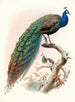 Pavo cristatus - Joseph Smit — widok dzieła