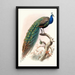 Pavo cristatus - Joseph Smit — oprawiony obraz na ścianie
