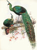 Pavo muticus - Joseph Smit — widok dzieła