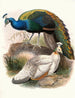 Pavo nigripennis - Joseph Smit — widok dzieła