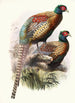 Phasianus Deccollatus - Joseph Smit — widok dzieła