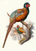 Phasianus elegans - Joseph Smit — widok dzieła