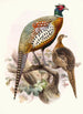 Phasianus formosanus - Joseph Smit — widok dzieła