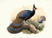Polyplectron emphanum - Joseph Smit — widok dzieła