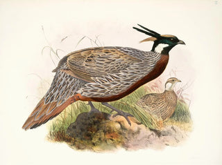 Purcasia macrolopha - Joseph Smit — widok dzieła