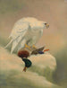 Gyrfalcon - Joseph Wolf — widok dzieła