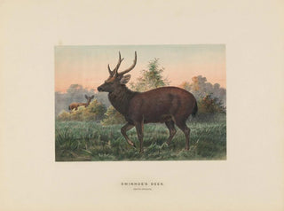 Jeleń z Swinhoe - Joseph Wolf — widok dzieła
