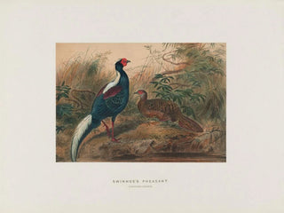 Joseph Wolf - Swinhoes Pheasant.webp