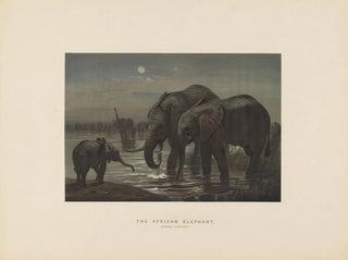 L'éléphant d'Afrique - Joseph Wolf — widok dzieła
