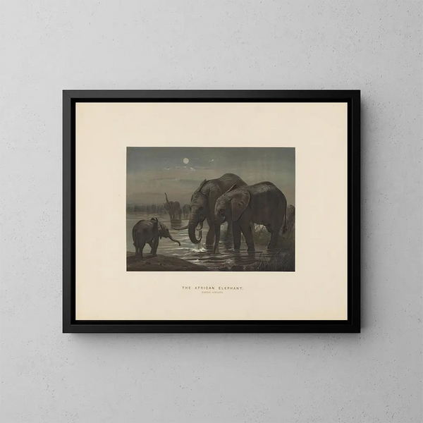 L'éléphant d'Afrique - Joseph Wolf — oprawiony obraz na ścianie