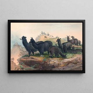 Joseph Wolf - The Alpaca.webp