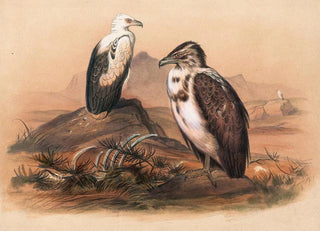 Joseph Wolf - The Angolan Vulture.webp
