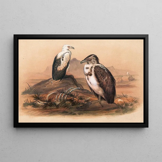 Joseph Wolf - The Angolan Vulture.webp