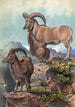 L'Aoudad - Joseph Wolf — widok dzieła