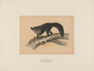 L'Aye-Aye - Joseph Wolf — widok dzieła