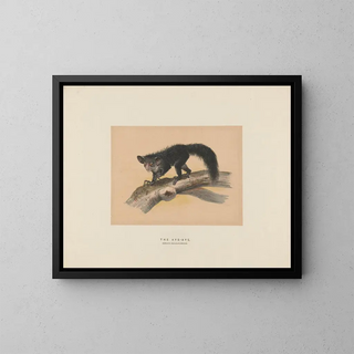 L'Aye-Aye - Joseph Wolf — oprawiony obraz na ścianie
