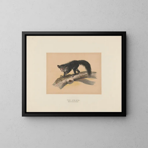 L'Aye-Aye - Joseph Wolf — oprawiony obraz na ścianie