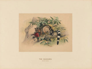 Joseph Wolf - The Bassaris.webp