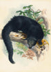 Le Binturong - Joseph Wolf — widok dzieła