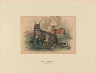 Le Caracal - Joseph Wolf — widok dzieła