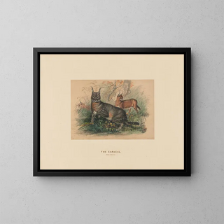 Le Caracal - Joseph Wolf — oprawiony obraz na ścianie