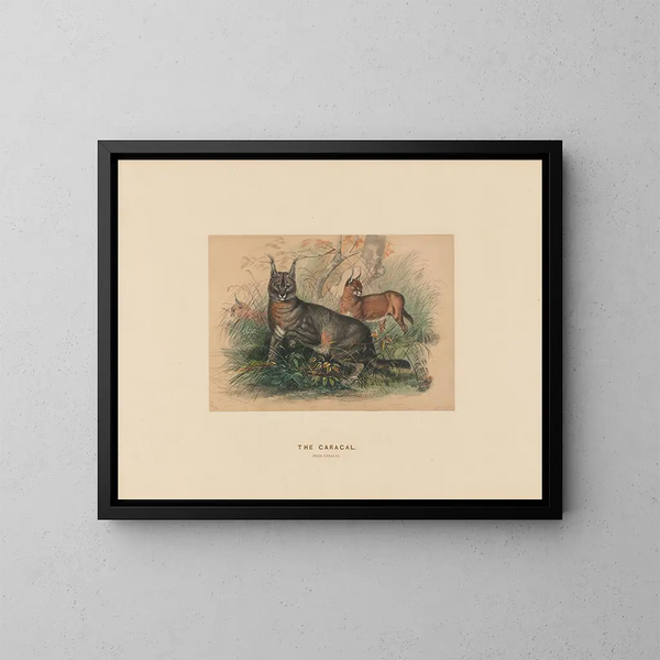 Le Caracal - Joseph Wolf — oprawiony obraz na ścianie
