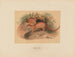L'Eyra - Joseph Wolf — widok dzieła