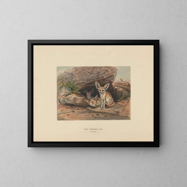 Le fennec - Joseph Wolf — oprawiony obraz na ścianie