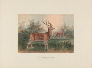 Le cerf de Formose - Joseph Wolf — widok dzieła