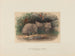 Le wombat à nez poilu - Joseph Wolf — widok dzieła