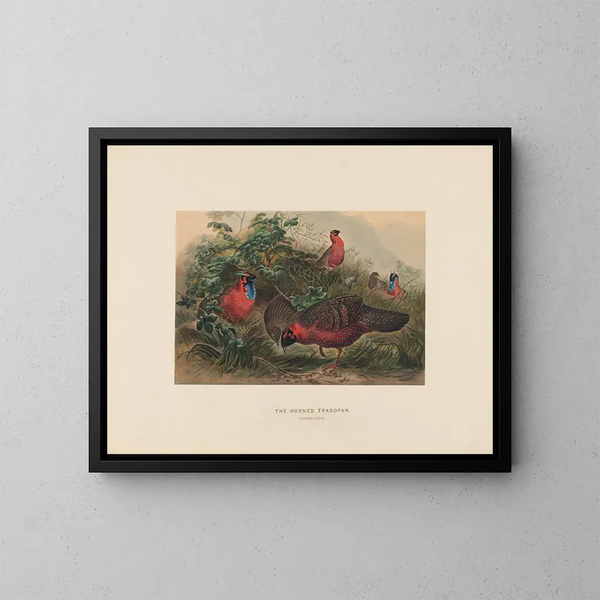 Le Tragopan cornu - Joseph Wolf — oprawiony obraz na ścianie