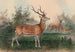 Le Cerf japonais - Joseph Wolf — widok dzieła