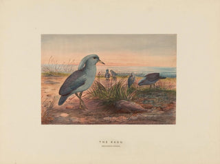 Joseph Wolf - The Kagu.webp