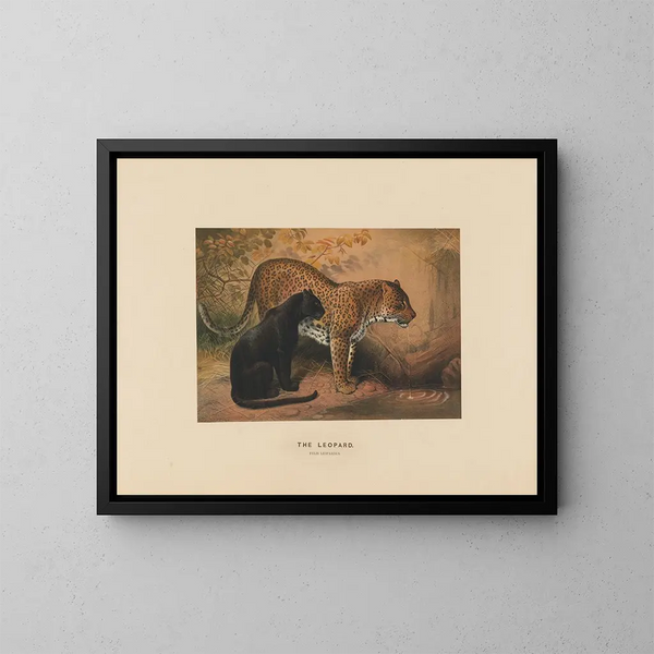 Le Léopard - Joseph Wolf — oprawiony obraz na ścianie
