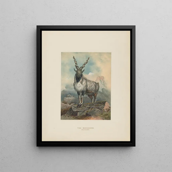 Joseph Wolf - The Markhore.webp