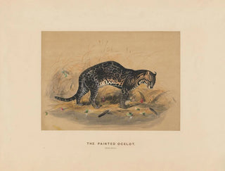 L'ocelot peint - Joseph Wolf — widok dzieła
