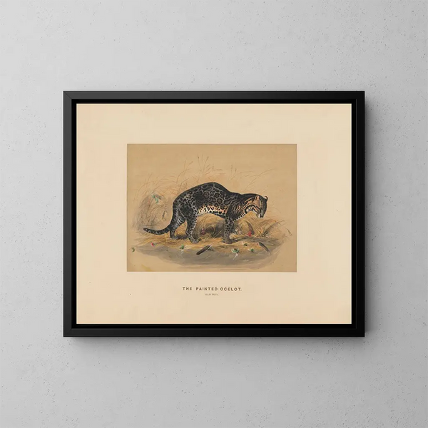 L'ocelot peint - Joseph Wolf — oprawiony obraz na ścianie